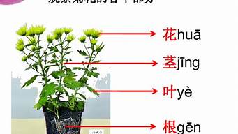 观察一种植物_观察一种植物作文300字三年级