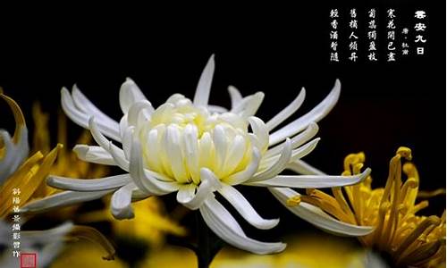 关于菊花的诗句_关于菊花的诗句 古诗